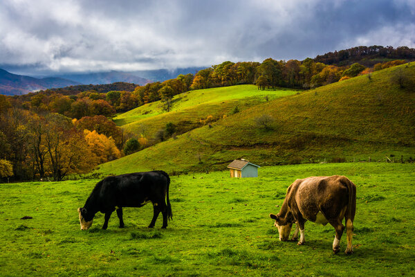 Cows in a field at Moses Cone Park, on the Blue Ridge Parkway, N