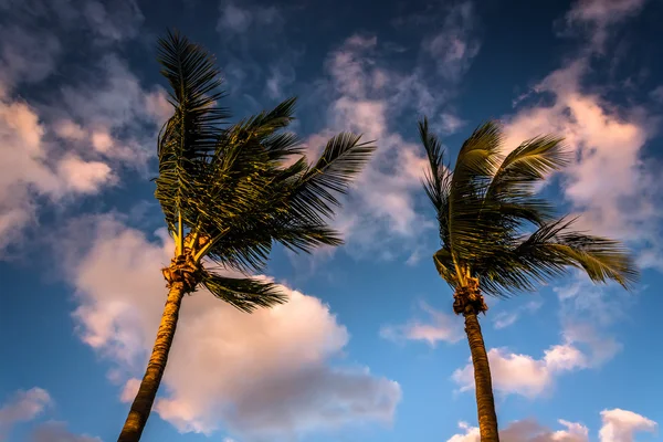 Avondlicht op palmbomen in Naples, Florida. — Stockfoto