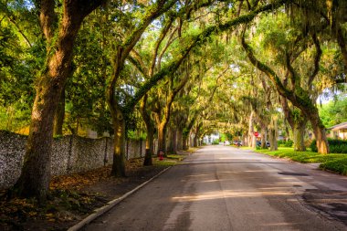 Manolya Avenue St Augustine, Florida boyunca meşe ağaçları.