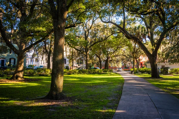 Grandes carvalhos e musgo espanhol ao longo de um caminho em Forsyth Park, S — Fotografia de Stock