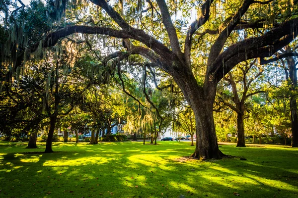 Nagy tölgyfák és spanyol moss Forsyth Park, szavanna, Galcsikné Éva — Stock Fotó