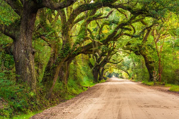 Roble a lo largo del camino de tierra a la plantación de Botany Bay en Edisto — Foto de Stock