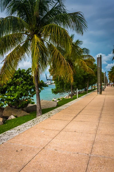 Palmami wzdłuż ścieżki na południe punkt parku, miami beach. — Zdjęcie stockowe