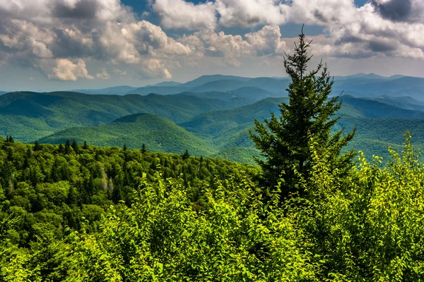 Sosny i widok z gór Appalachów z Blue Ridge — Zdjęcie stockowe