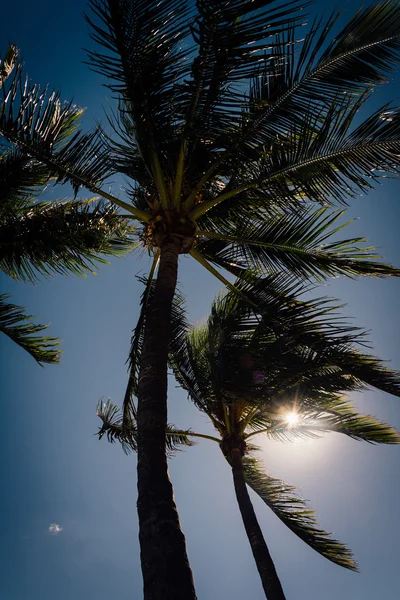 Le soleil brille à travers les palmiers à Palm Beach, Floride . — Photo