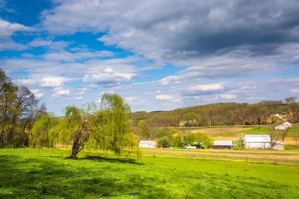 Weeping willow tree in a farm field in rural York County, Pennsy — Stock Photo, Image