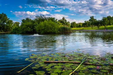 Baltimore, maryland patterson Park su birikintisi içinde zambak yastıkları. 