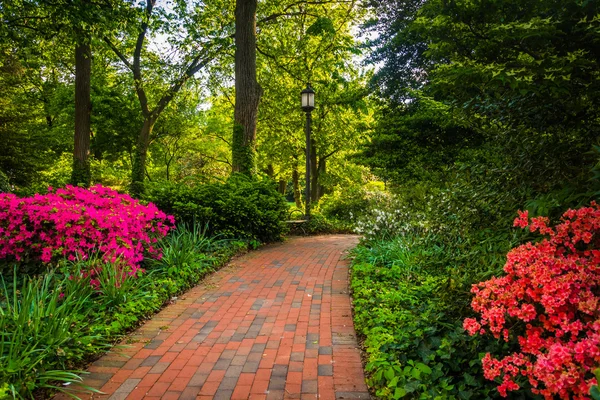 Sendero de ladrillo a través de un jardín forestal en la Universidad John Hopkins —  Fotos de Stock