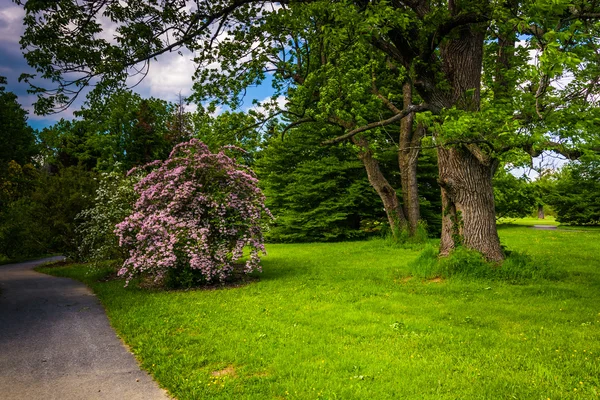 Colorful bushes and trees along a path at Cylburn Arboretum in B — Stock Photo, Image