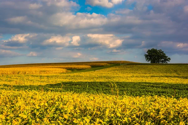 Colorful farm fields near Spring Grove, Pennsylvania. — Stock Photo, Image