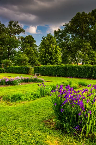 Flores coloridas en un jardín en Druid Hill Park, en Baltimore, M — Foto de Stock