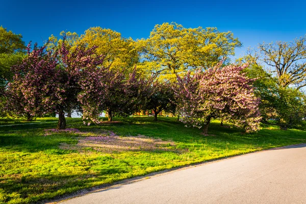 Colorful trees along a path at Druid Hill Park, Baltimore, Maryl — Stock Photo, Image