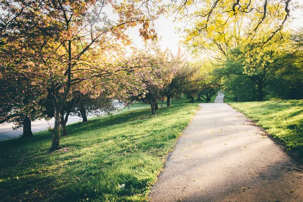 Красочные деревья вдоль тропы в парке Друид Хилл, Балтимор, Мэрилл — стоковое фото