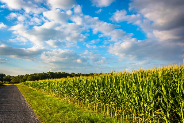 沿着一条路在农村约克县，宾夕法尼亚州玉米田. — 图库照片