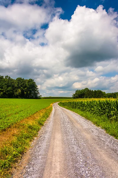 Majsfält längs en grusväg i landsbygdens Carroll County, Maryland. — Stockfoto