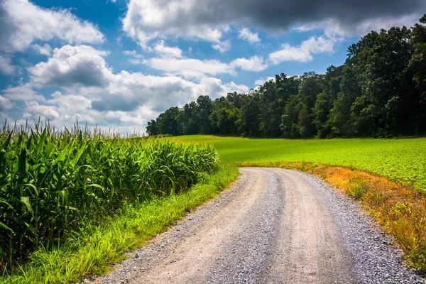 Majsfält längs en grusväg i landsbygdens Carroll County, Maryland. — Stockfoto