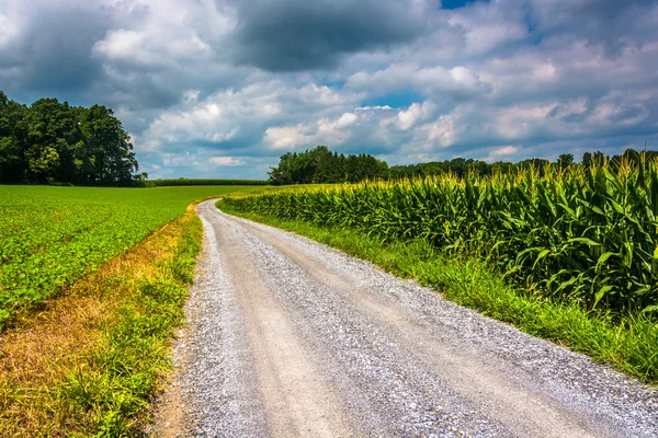 Pola kukurydzy wzdłuż polnej drodze w wiejskich Carroll County w stanie Maryland. — Zdjęcie stockowe