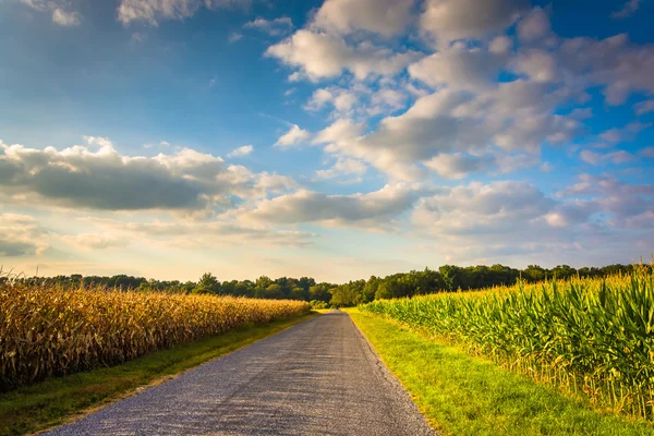 Champs de maïs le long d'une route dans le comté rural de York, Pennsylvanie . — Photo