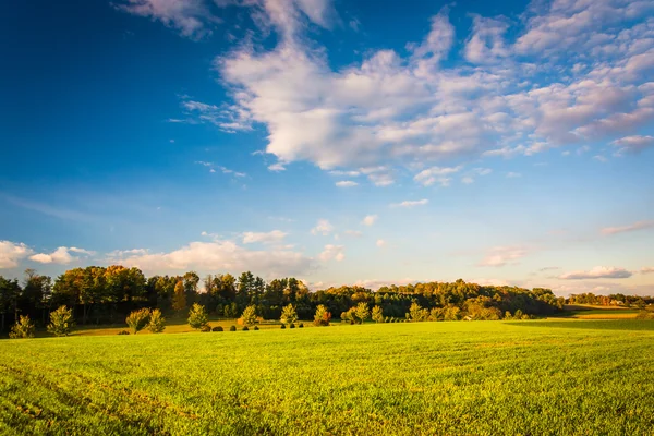 Avondlicht op een veld in rural York County, Pennsylvania. — Stockfoto