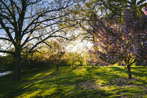 Luz nocturna sobre árboles coloridos en Druid Hill Park, Baltimore, M — Foto de Stock