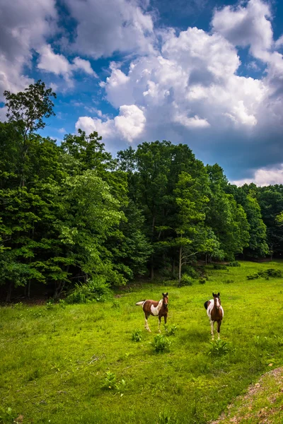Chevaux dans un champ de ferme dans les hautes terres rurales du Potomac de West Vi — Photo