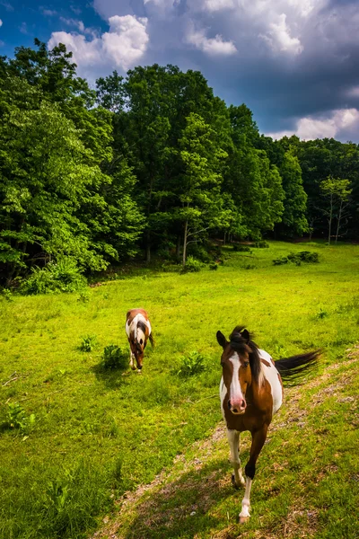 Horses in a farm field in the rural Potomac Highlands of West Vi — Stock Photo, Image