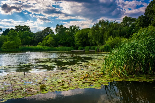 Pastiglie Lily nello stagno di Patterson Park a Baltimora, Maryland . — Foto Stock