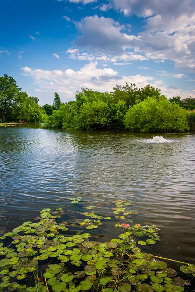 แผ่นลิลลี่ในสระน้ําที่ Patterson Park ในบัลติมอร์ แมรี่แลนด์ . — ภาพถ่ายสต็อก