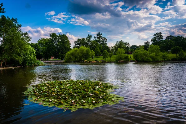 Lily almofadas na lagoa em Patterson Park em Baltimore, Maryland . — Fotografia de Stock