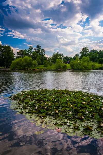 Lily almofadas na lagoa em Patterson Park em Baltimore, Maryland . — Fotografia de Stock