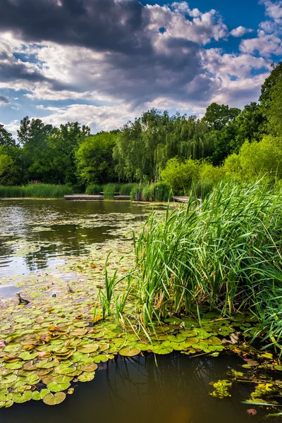 Лили прокладки в пруду в Patterson Park в Балтиморе, Мэриленд . — стоковое фото