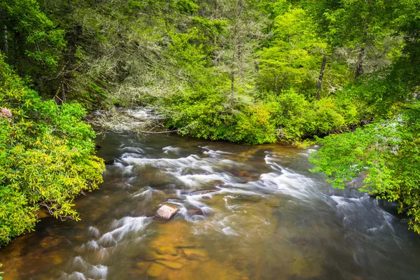 Little river, i dupont Statlig skog, north carolina. — Stockfoto