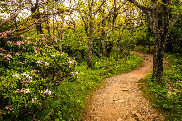 Mountain laurel along a trail in Shenandoah National Park, Virgi — Stock Photo, Image