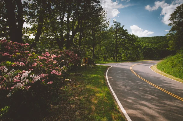 Dag defne shenandoa bir bahar gününde skyline drive boyunca