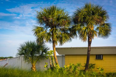 Palmiye ağaçları ve St Augustine Beach, Florida'da bir bina.