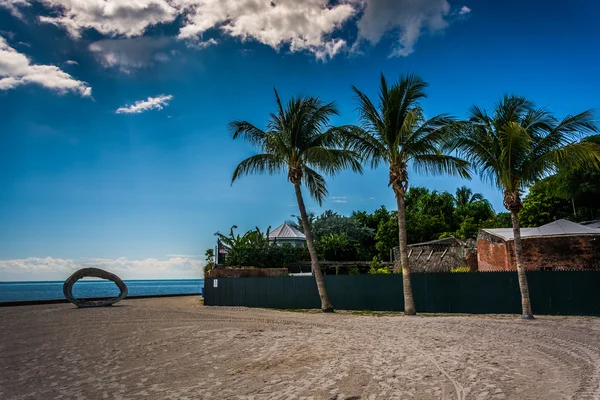 Palmbomen op Higgs Beach, in Key West, Florida. — Stockfoto