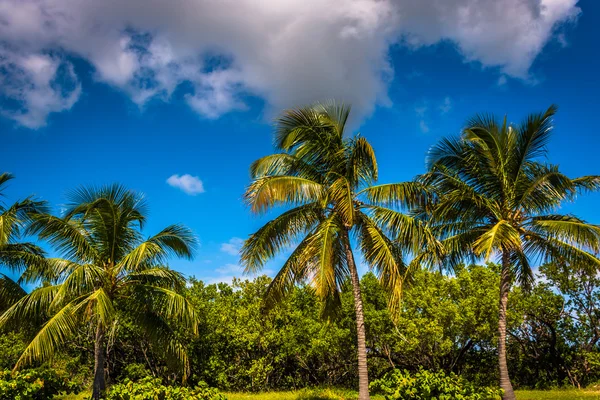 Palm trees at Smathers Beach in Key West, Florida. — Stock Photo, Image