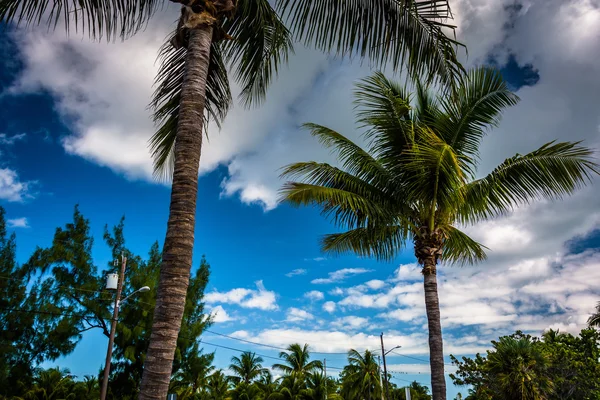 Palm trees in Key West, Florida. — Stock Photo, Image