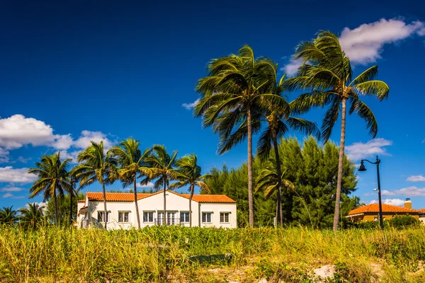 Kum tepeleri ve Palm Beach, Florida, sahilinde palmiye ağaçları. — Stok fotoğraf