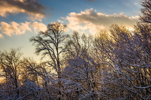 Snön täckte träden i landsbygdens York County, Pennsylvania. — Stockfoto