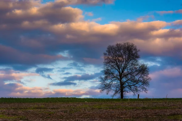 Coucher de soleil sur un arbre solitaire dans un champ de ferme dans le comté rural de York, Pe — Photo