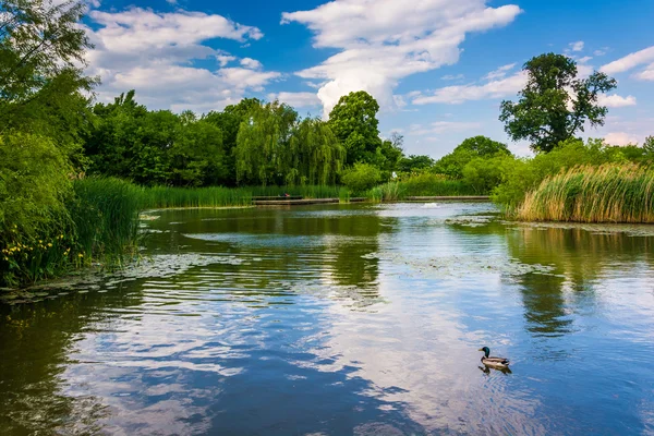 The pond at Patterson Park, in Baltimore, Maryland. — Stock Photo, Image