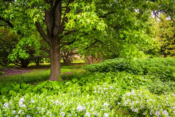 Árbol y flores en Cylburn Arboretum en Baltimore, Maryland . — Foto de Stock