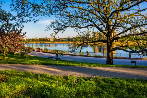 Árbol y vista del lago Druid en Druid Hill Park, Baltimore, Maryl — Foto de Stock