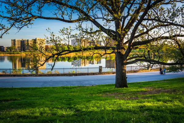 Ağaç ve büyücü Druid Hill Park, Baltimore, Maryl gölde görünümünü