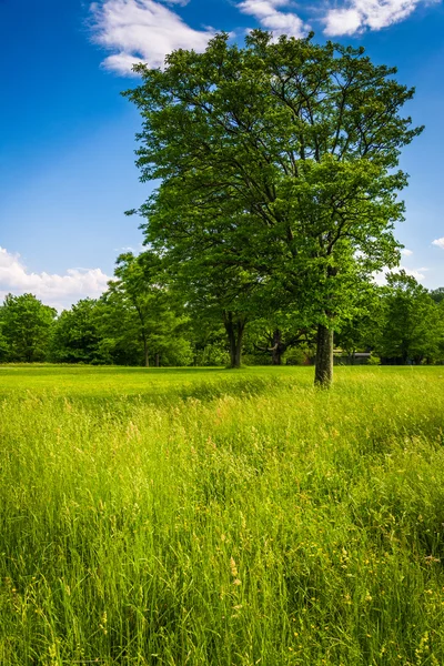 Baum auf einem Feld am Cylburn Arboretum, in Baltimore, Maryland. — Stockfoto