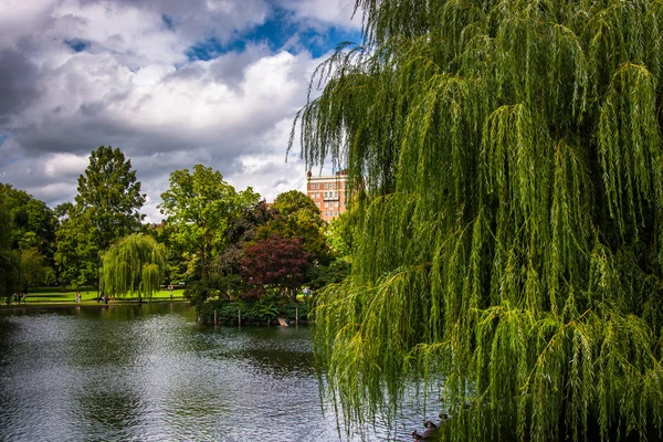 Smuteční vrby a rybník v zahradě boston. — Stock fotografie