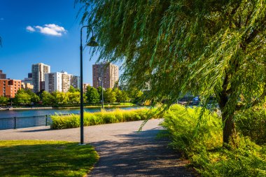 Bir yol ve binaların Kuzey noktasından görülen Boston boyunca ağaç 