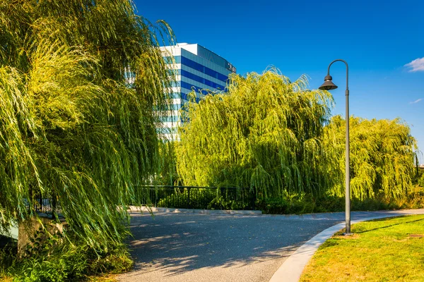 Trees and a modern building seen at North Point Park in Boston, — Stock Photo, Image