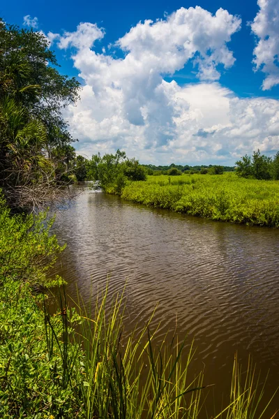 Marsh en Tomoka State Park, Florida . — Foto de Stock